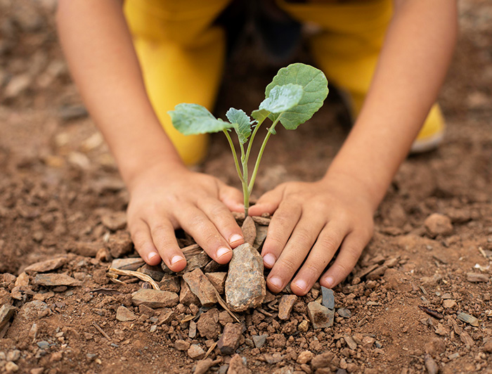 Manos infantiles plantando una pequeña planta en medio de tierra pedregosa, dejando ver al fondo unas botas amarillas.