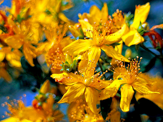 Flores amarillas de la hierba de San Juan.