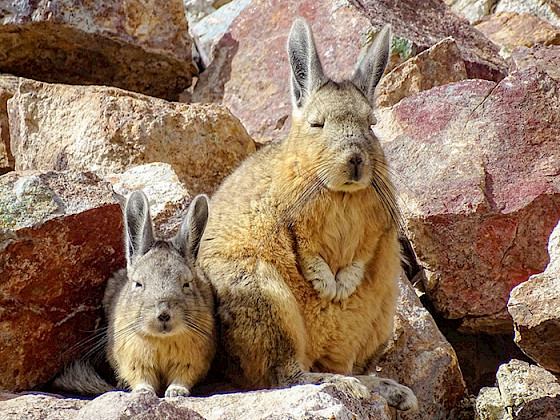 Dos vizcachas delante de unas rocas.