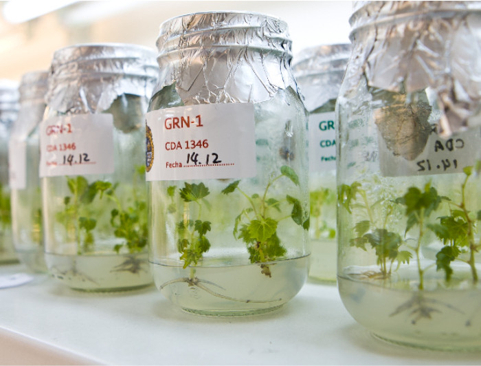 Frascos de laboratorio con plantas en su interior.