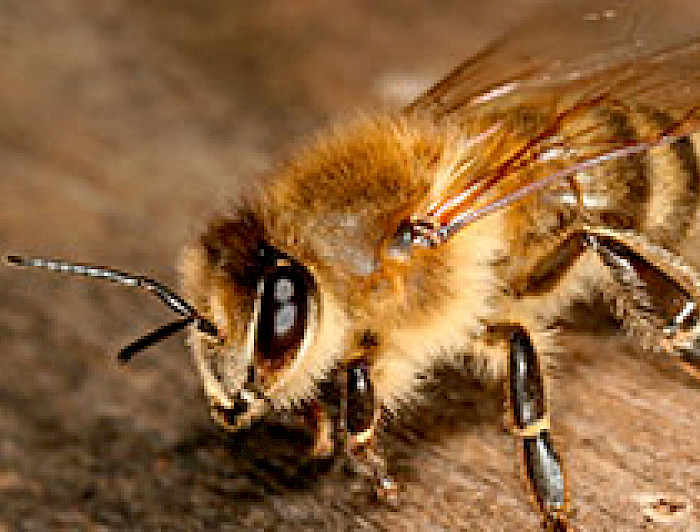 imagen correspondiente a la noticia: "Inseminación de abejas reinas culmina exitosamente"