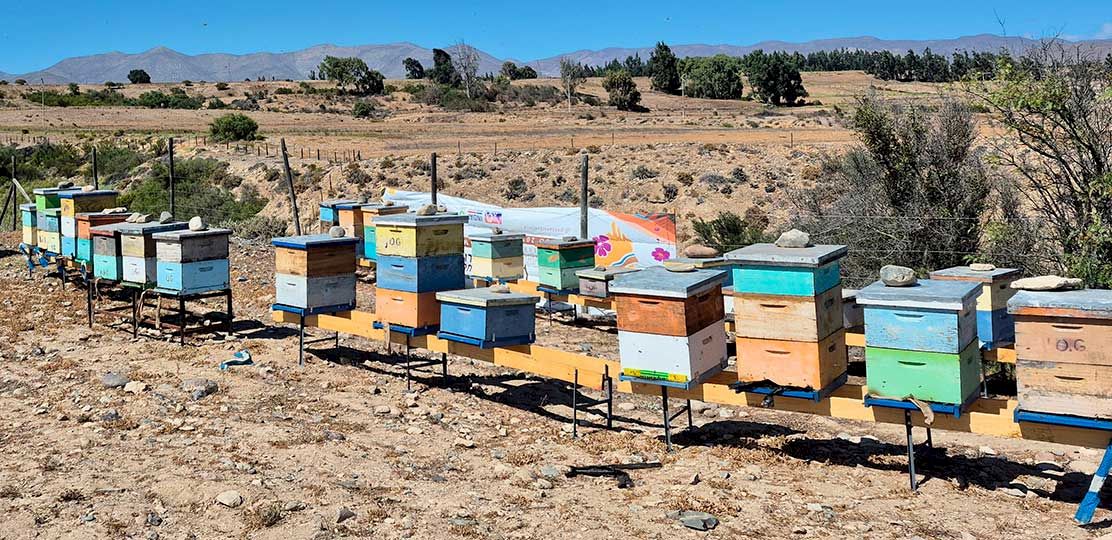 Colmenas en el desierto de Atacama