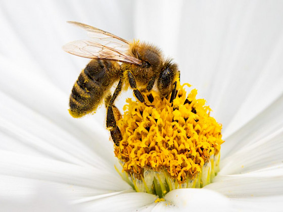 Abeja