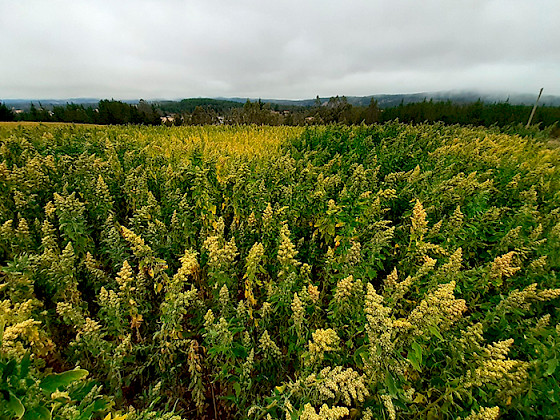 En la imagen se ve un campo de quínoa.