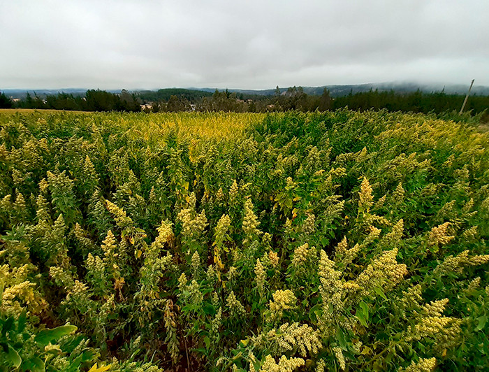 En la imagen se ve un campo de quínoa.