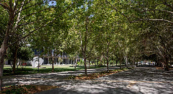 Imagen de arboleda en Campus San Joaquín de la UC