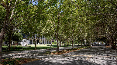 Imagen de arboleda en Campus San Joaquín de la UC