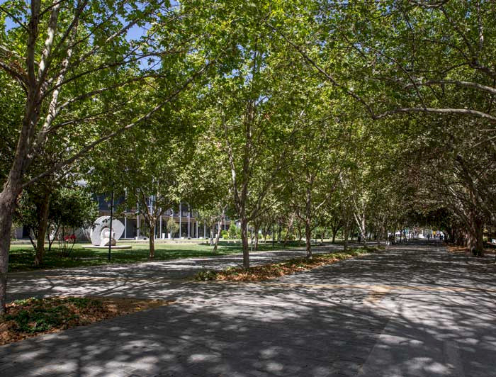 Imagen de arboleda en Campus San Joaquín de la UC