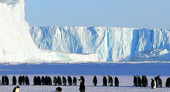 Pingüinos en la antártica