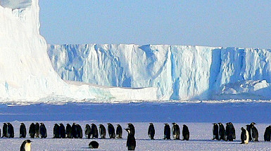 Pingüinos en la antártica