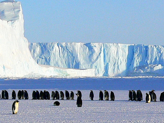 Pingüinos en la antártica