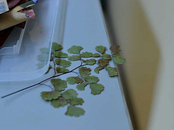 Muestra de planta nativa