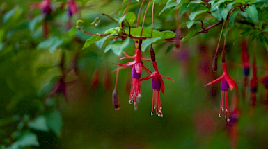 Chilcas en el bosque nativo