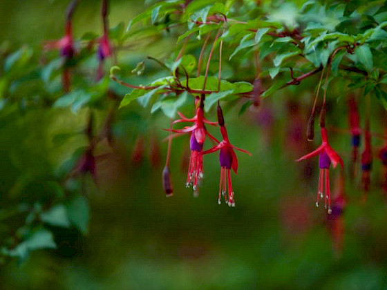 Chilcas en el bosque nativo