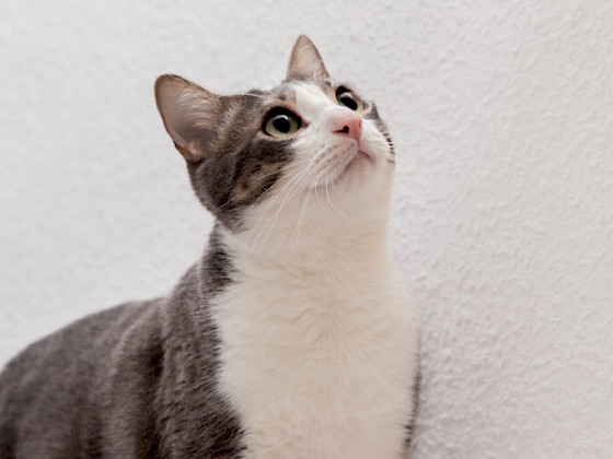 Gato