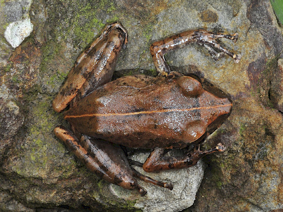Nueva especie de anfibio recién identificada.