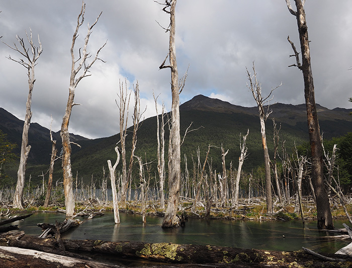 La deforestación, la expansión descontrolada de la agricultura, la minería intensiva y la explotación de especies silvestres, entre otros, son algunas de las condiciones que propician el contagio de enfermedades provenientes de la vida silvestre. (Fotografía: Nicole Saffie) 