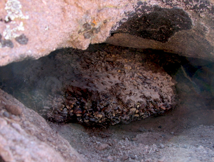 imagen correspondiente a la noticia: "Estudio en madrigueras busca conocer la evolución de la vida en Atacama"