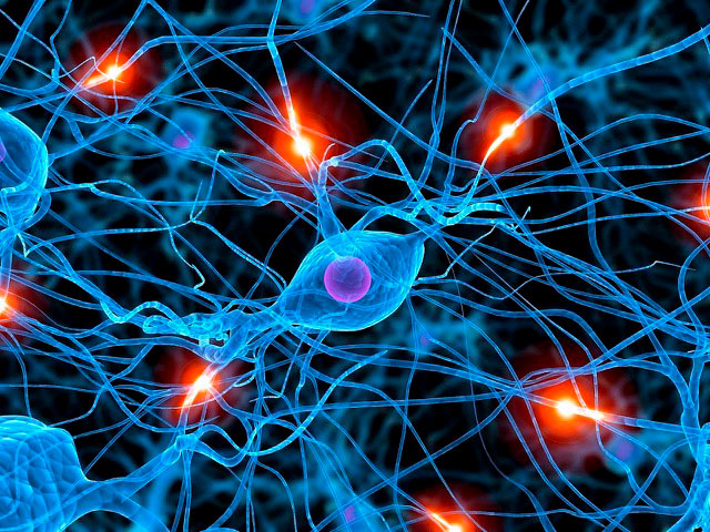  El desarrollo de la neurociencia no debería contentarse con restaurar nuestras capacidades, sino que buscaría modificarlas hasta su superación. (Fotografía célula madre humana)