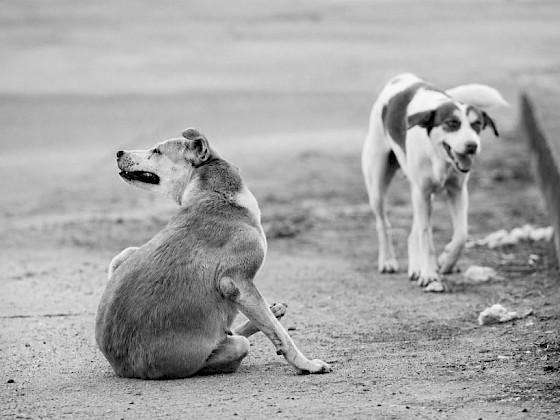 Perros en la calle