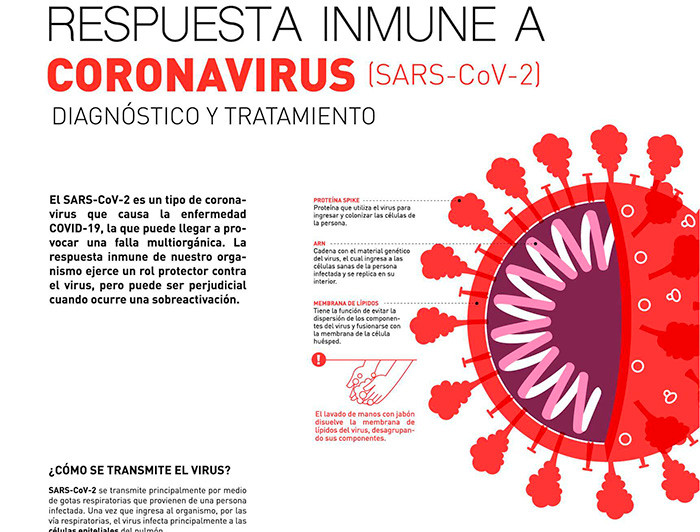 imagen correspondiente a la noticia: "La respuesta inmune frente al coronavirus, paso a paso"