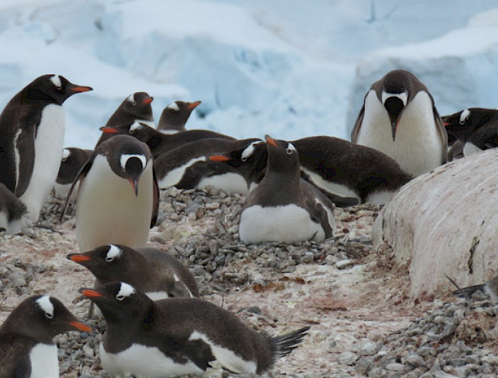 imagen correspondiente a la noticia: "Análisis genético reveló el origen de pingüinos en aguas templadas de Nueva Zelanda"