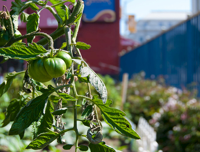 imagen correspondiente a la noticia: "Estudio revela las motivaciones de las personas para cuidar un jardín urbano"