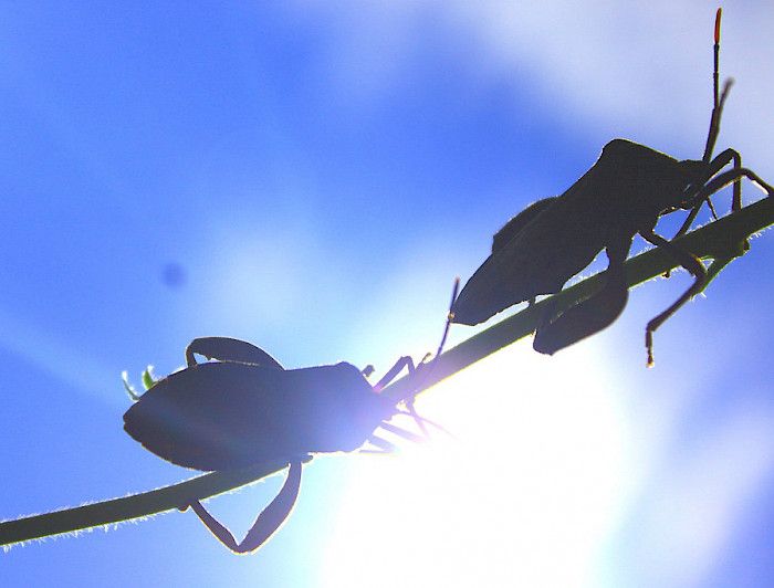 imagen correspondiente a la noticia: "Logran predecir cómo el aumento de las temperaturas impacta en la mortalidad de los organismos"