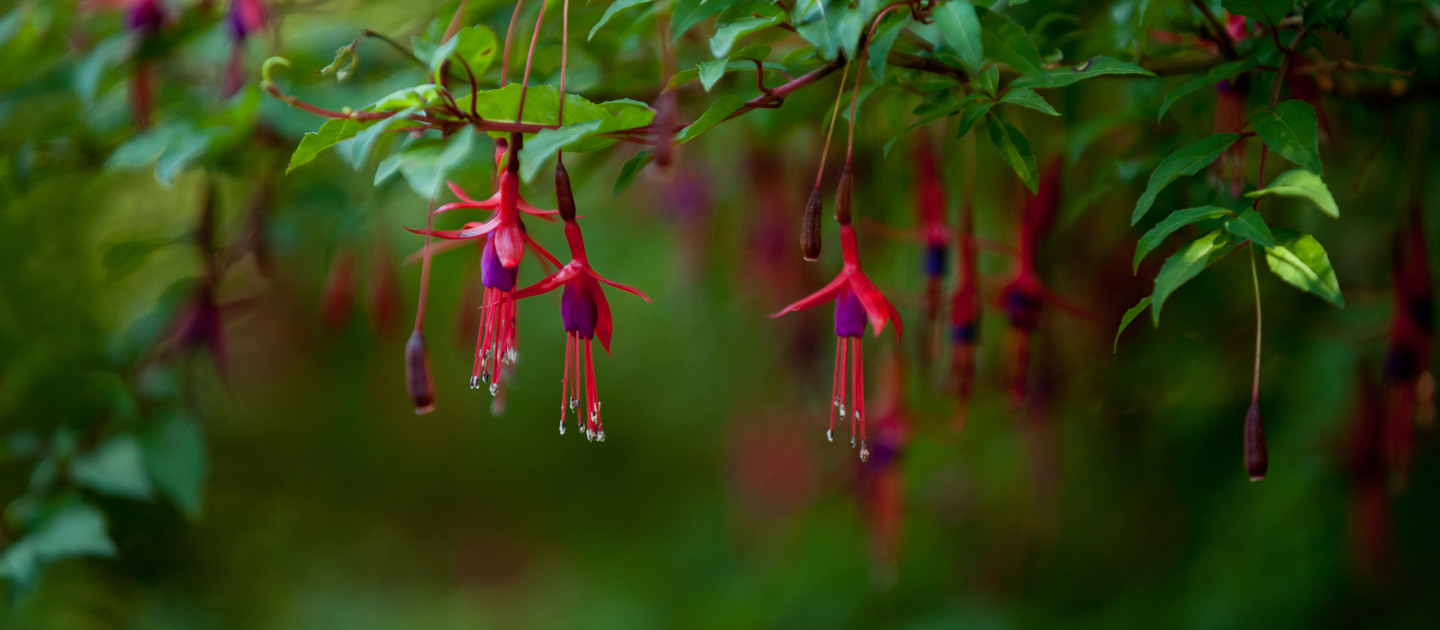 Chilco flowers, Chilean native plant.