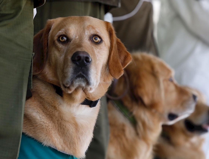 imagen correspondiente a la noticia: "Preparan a los primeros perros biodetectores de covid-19 del continente"