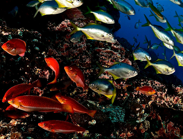 imagen correspondiente a la noticia: "Invitan a conocer biodiversidad, conservación y uso sustentable del mar de las islas oceánicas"