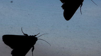 Polillas de la familia Noctuidae en Santiago