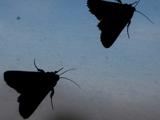 Polillas de la familia Noctuidae en Santiago