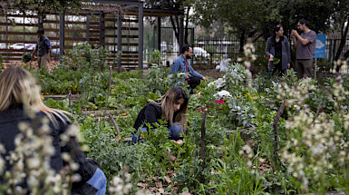 Foto de personas de la comunidad UC trabajando en el Huerto San Francisco, del campus San Joaquín