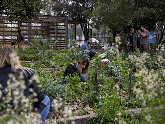 Foto de personas de la comunidad UC trabajando en el Huerto San Francisco, del campus San Joaquín
