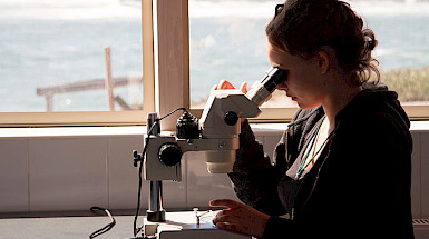 Scientist looking through a microscope