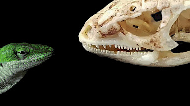 Los investigadores han recabado un total de 637 mediciones empíricas de tolerancia térmica y tamaño incluyendo anélidos, moluscos, artrópodos, peces, anfibios y reptiles.