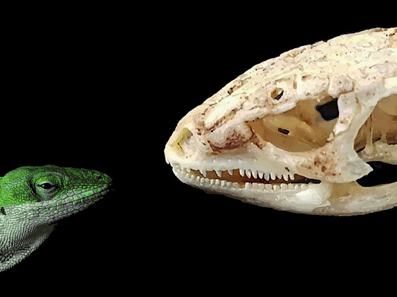 Los investigadores han recabado un total de 637 mediciones empíricas de tolerancia térmica y tamaño incluyendo anélidos, moluscos, artrópodos, peces, anfibios y reptiles.