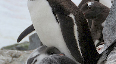 Mother penguin with two chicks at her feet.