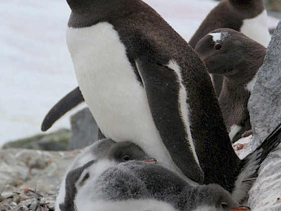 Mother penguin with two chicks at her feet.