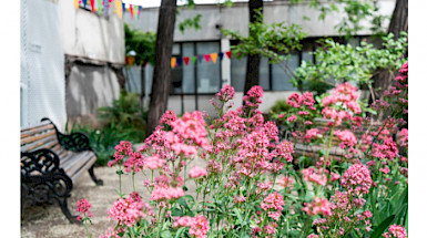 Jardín de flores rosadas
