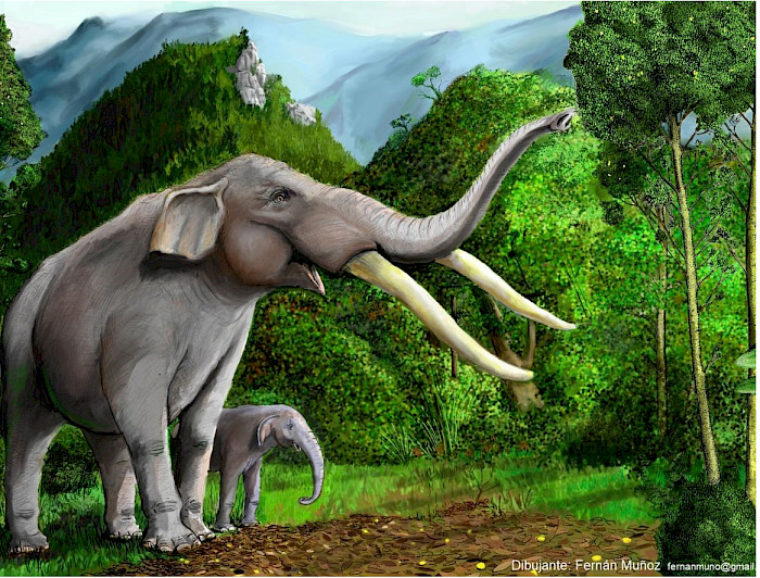 Dibujo de gonfoterios, de Fernán Muñoz