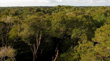 Bosque de Chiloé. Foto Jorge Pérez.
