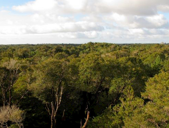 Bosque de Chiloé. Foto Jorge Pérez.