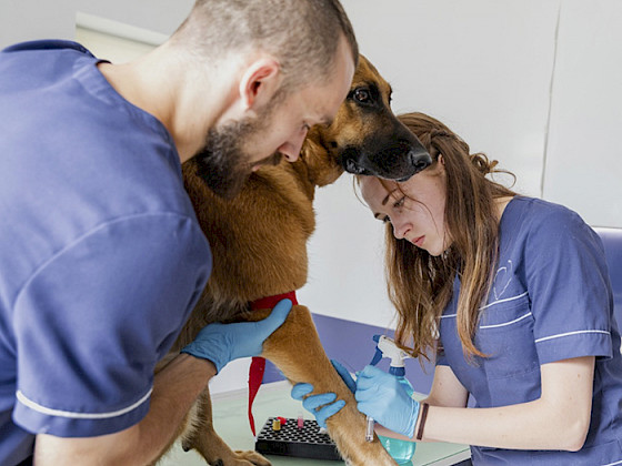 Imagen de dos perros salchichas en un anterjardín.