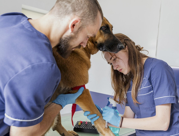 Imagen de dos perros salchichas en un anterjardín.