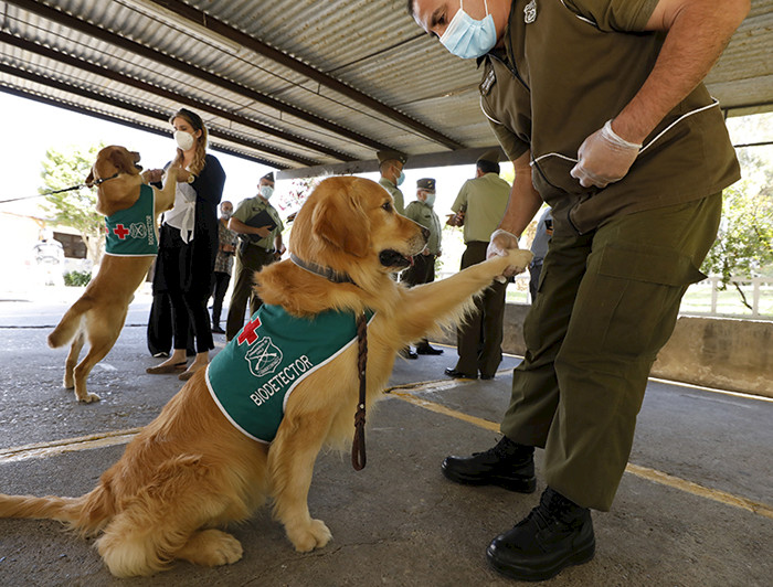 imagen correspondiente a la noticia: "Buscan ampliar alianza tras exitoso proyecto con perros biodetectores de COVID-19"