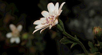 Leucheria cantillanensis, nueva especie recién descubierta