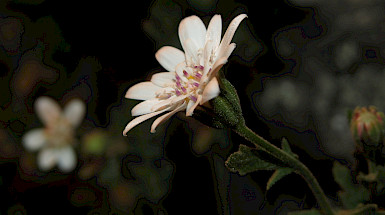 Leucheria cantillanensis, nueva especie recién descubierta