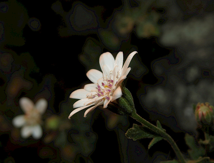 Leucheria cantillanensis, nueva especie recién descubierta 